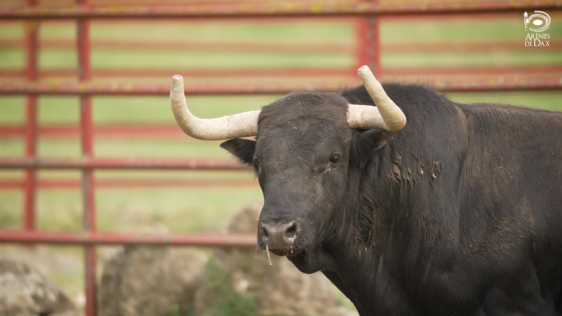 Corrida El Torero (mano a mano)